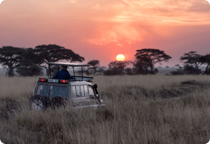 safari